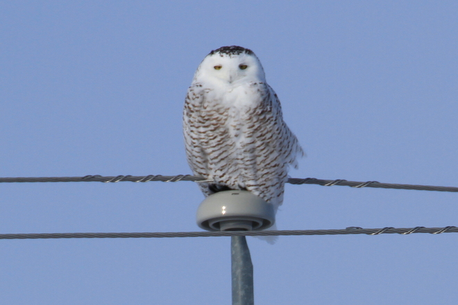 Snowy Owl St. Eustache, Manitoba Canada