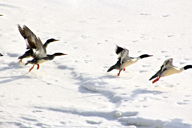 Geese in Flight Wroxeter, Ontario Canada