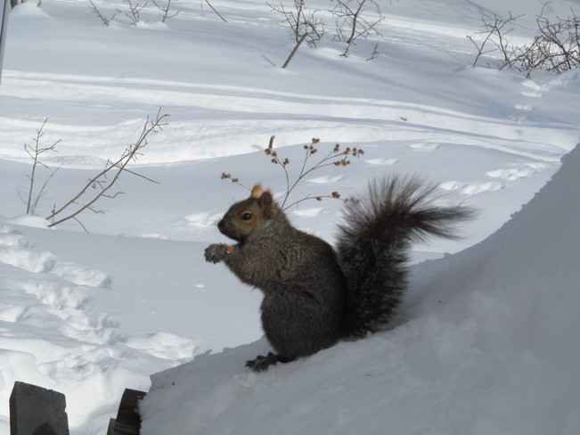 Grey squirrel Port McNicoll, Ontario Canada