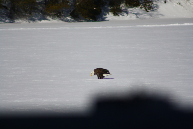 Eagle resting on ice Westport, Ontario Canada