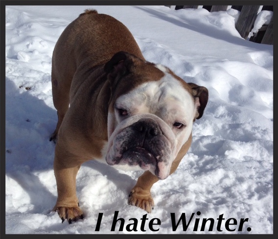 Willy hates winter Owen Sound, Ontario Canada