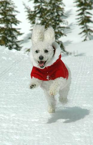 snowdog Courtenay, British Columbia Canada