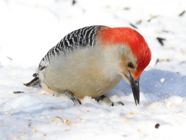 Red-bellied Woodpecker Fergus, Ontario Canada