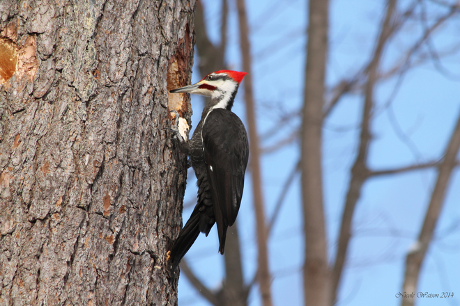 Pileated Woodpecker Kingston, Ontario Canada