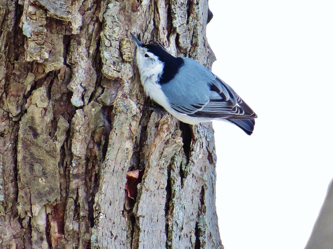 Male White-breasted Nuthatch digging dinner! North Bay, Ontario Canada