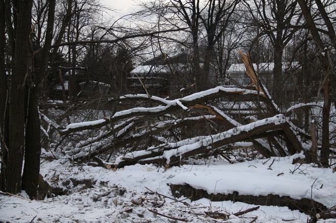 Broken tree limbs Scarborough, Ontario Canada
