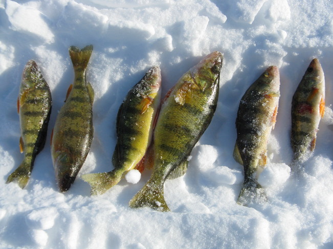 Ice fishing, Mitchell's Bay Wallaceburg, Ontario Canada