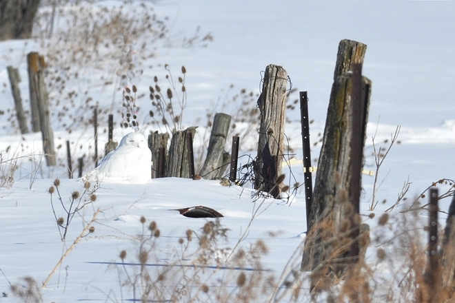Snowy Owl sleeping Millbank, Ontario Canada