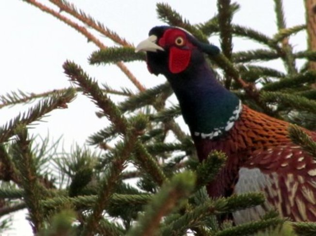 Ring-Necked Pheasant in a Tree Amherst, Nova Scotia Canada