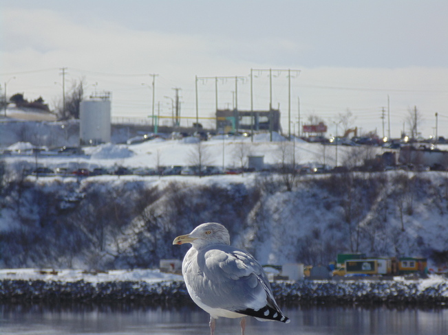 Seagull's lull Saint John, New Brunswick Canada