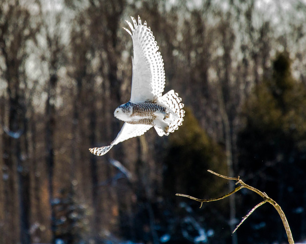 Snowy Owl Shelburne, Ontario Canada