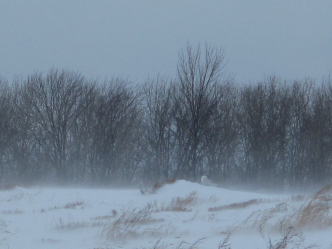 Snowy Owl Cobourg, Ontario Canada