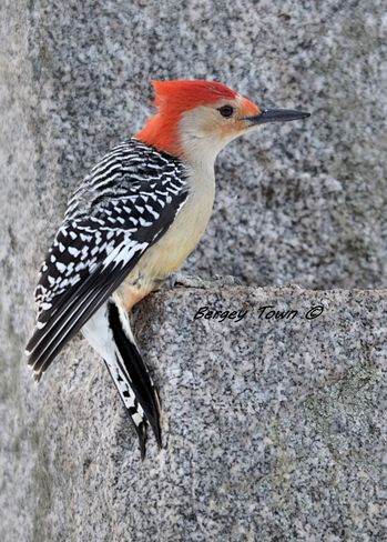 Red Bellied Woodpecker Hamilton, Ontario Canada