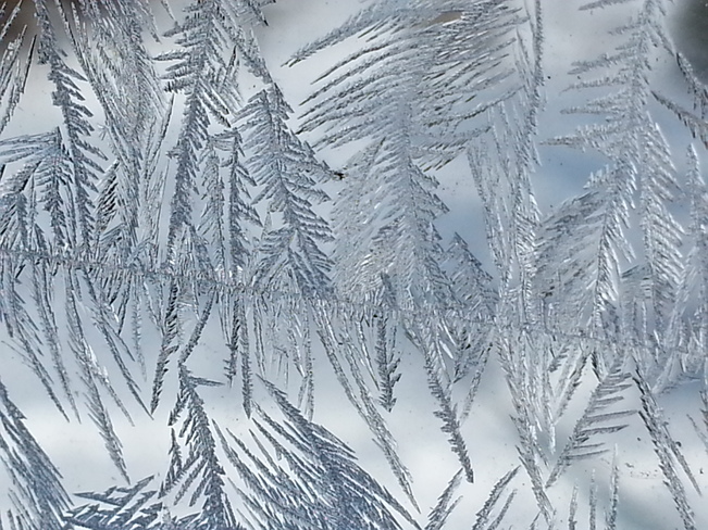 Frozen window ice crystal 