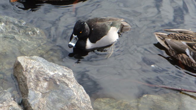 A dip in King's Pond Saanich, British Columbia Canada