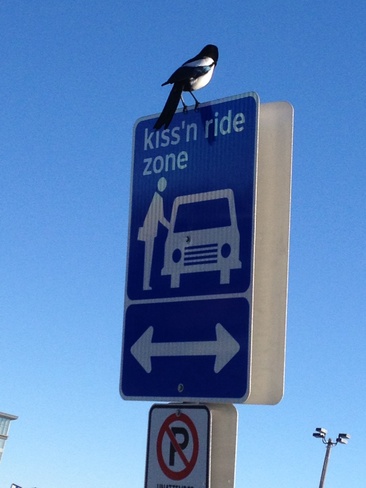 birdy in kiss n ride Carter Crest, Alberta Canada
