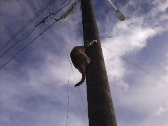 cat up pole 