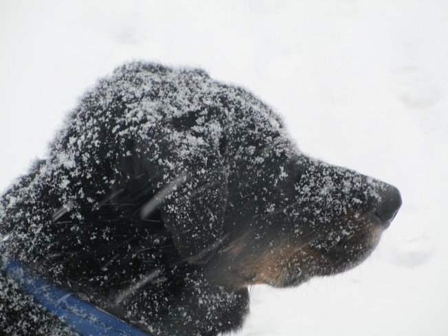 Snow Dog Westmount, Quebec Canada