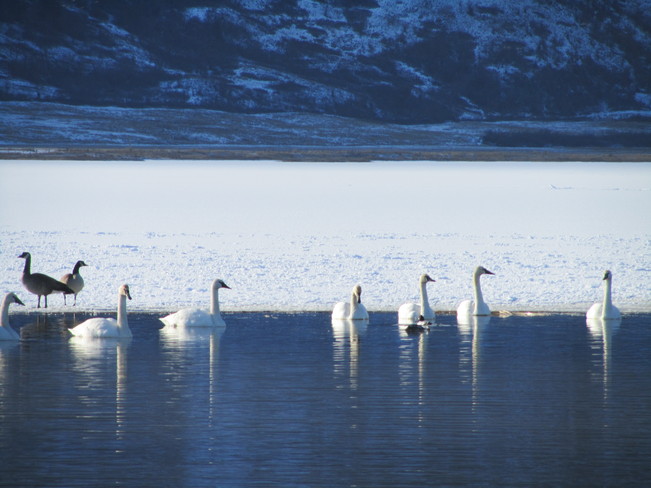 Swans, geese and sunshine Vernon, British Columbia Canada