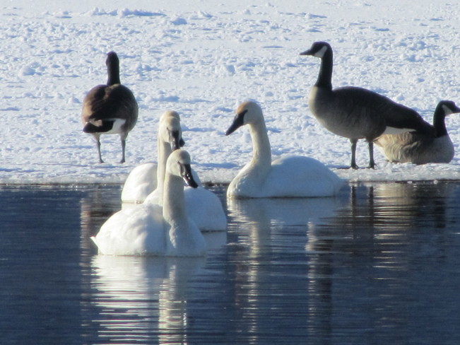 Swans claim the open water Vernon, British Columbia Canada