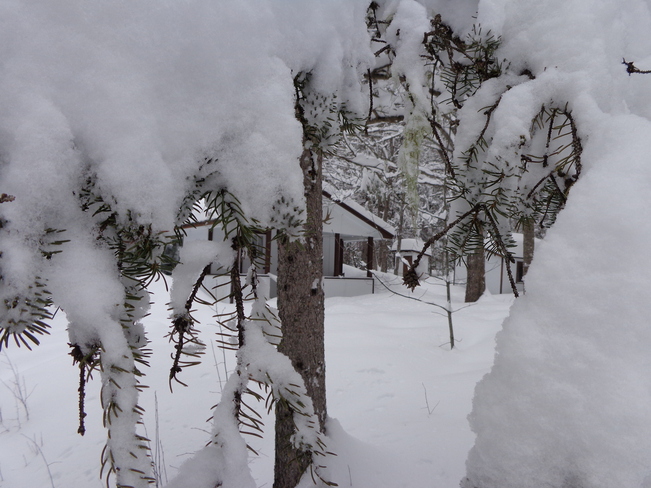 ANOTHER SNOWY DAY Salisbury, New Brunswick Canada