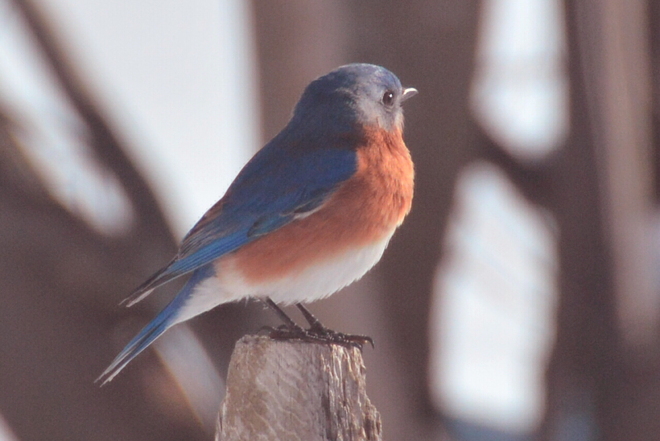 Bluebird Delhi, Ontario Canada