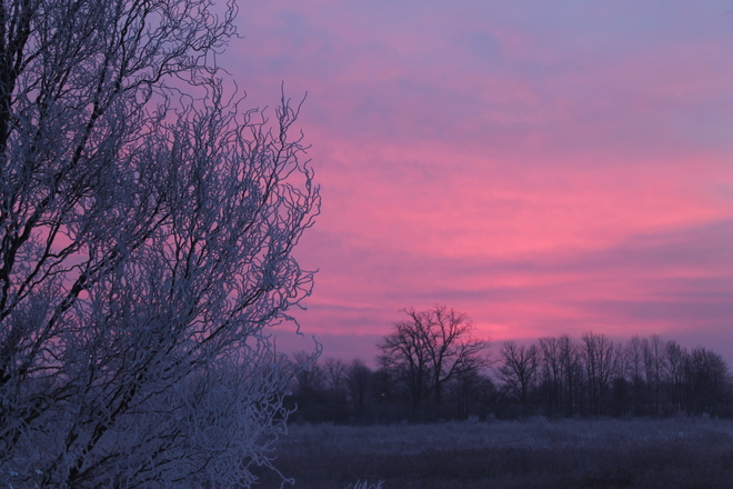 Frosty Tree at Sunrise New Credit, Ontario Canada