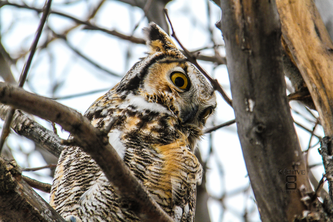 Grumpy Owl Warner, Alberta Canada