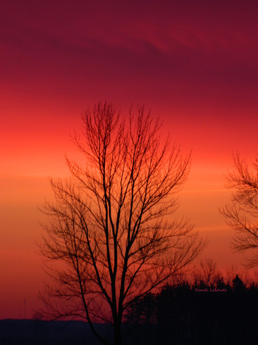 Bare Trees at sun-up Elmvale, Ontario Canada