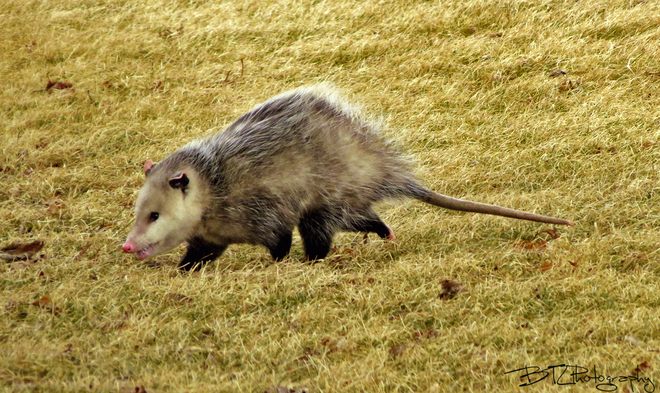 Opossum Tilbury, Ontario Canada