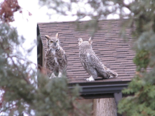 Owls on house next door Regina, Saskatchewan Canada