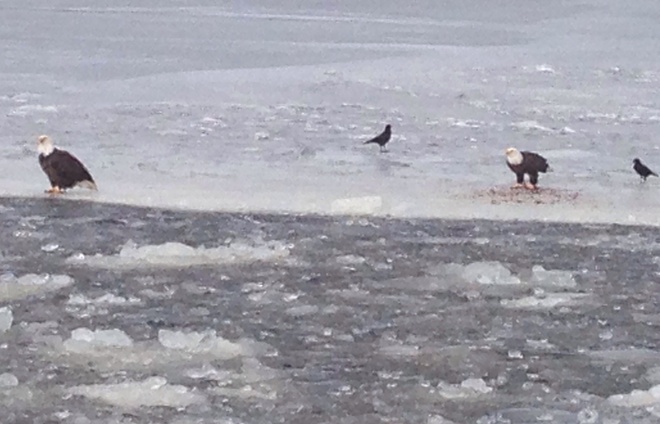 Eagles on the river Grand Bay-Westfield, New Brunswick Canada