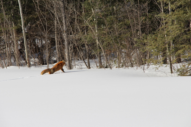 Fox on the Run Fort Frances, Ontario Canada