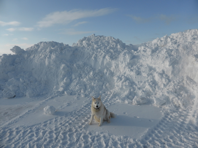 Piles Of Snow Birchy Bay, Newfoundland and Labrador Canada