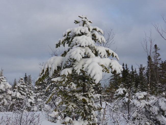 Snow Covered Birchy Bay, Newfoundland and Labrador Canada