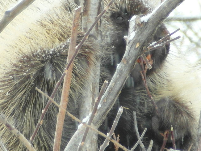Im eating.What do you want? Nose hill porcupine. Calgary, Alberta Canada