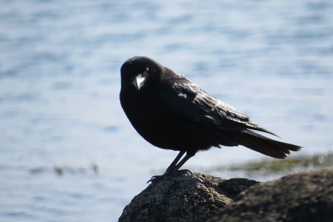 American Crow Chester, Nova Scotia Canada