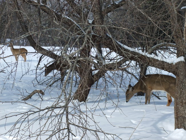 Oh Deer Acadieville, New Brunswick Canada