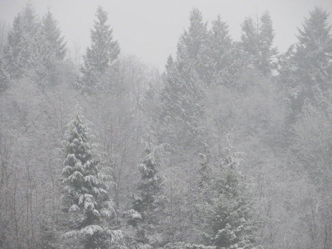 Snowy morning Surrey, British Columbia Canada