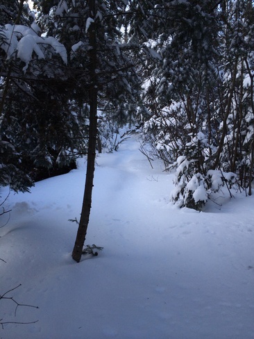 the snow and trees are so prett Thunder Bay, Ontario Canada