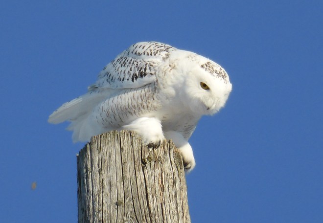 Snowy Owl on the prowl! 