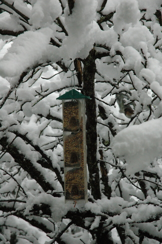 Birdies need food Nanaimo, British Columbia Canada