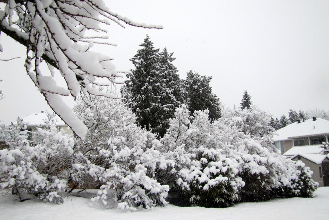 Late winter snow Surrey, British Columbia Canada