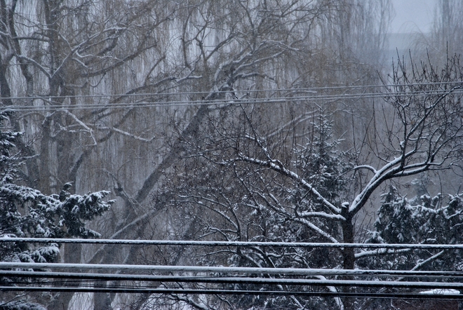 Trees and power lines on a snowy Sunday morning South Kelowna, British Columbia Canada
