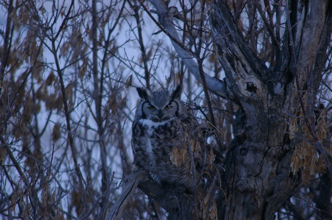 the great horned owl visitor Irricana, Alberta Canada