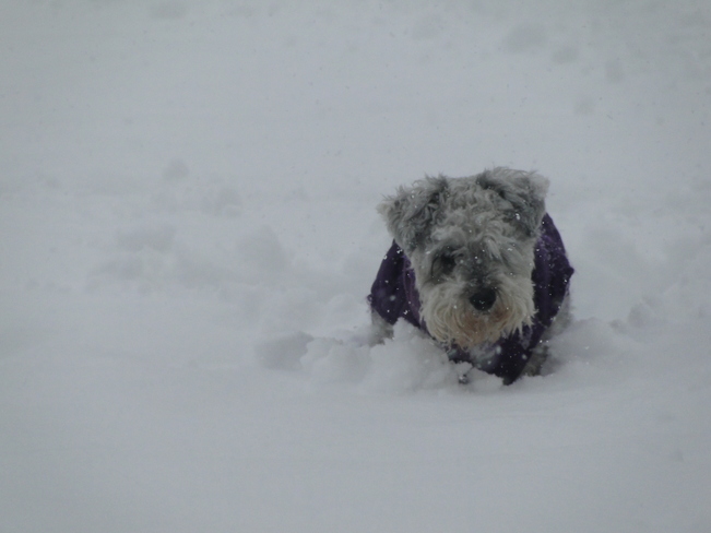 Sadie in the snow Langley, British Columbia Canada