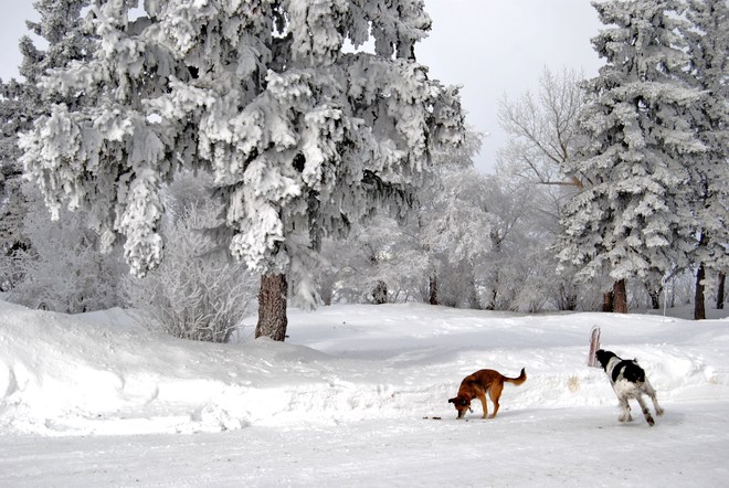 Frosty Trees and dogs Reward, Saskatchewan Canada