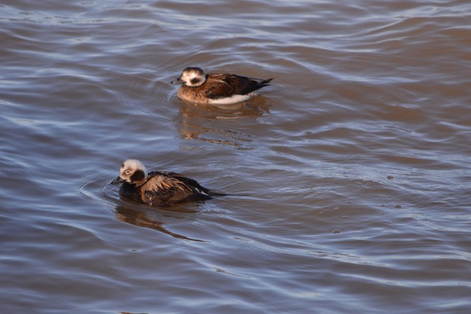 Male and Female Long Tailed Ducks! St. Catharines, Ontario Canada