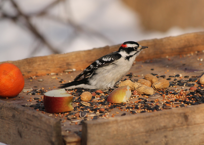 Downy Woodpecker @ a feeder in Lemoine 