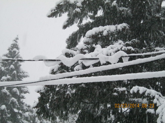 snowsnake Courtenay, British Columbia Canada